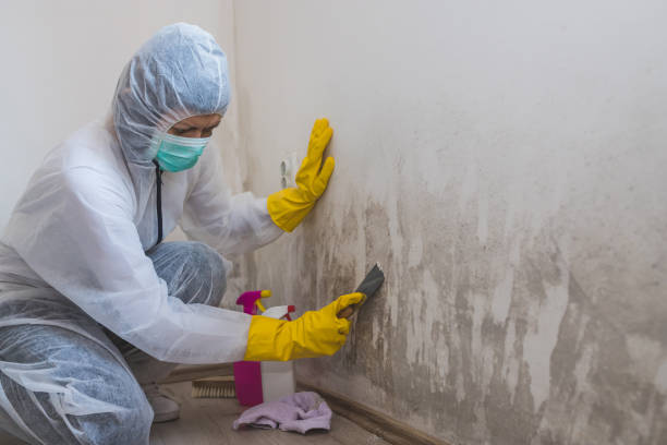 Best Certified Mold Removal  in Iowa Colony, TX