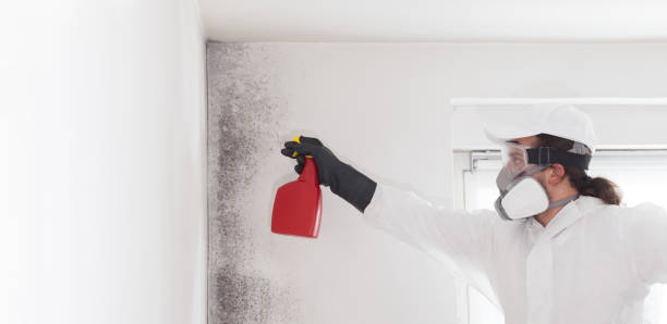 Best Certified Mold Removal  in Iowa Colony, TX