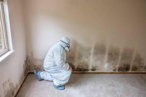 Best Crawl Space Mold Removal  in Iowa Colony, TX