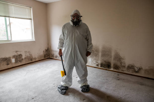 Professional Mold Removal in Iowa Colony, TX