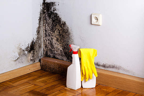 Best Fast Mold Removal  in Iowa Colony, TX