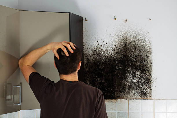 Best Office Mold Removal Services  in Iowa Colony, TX