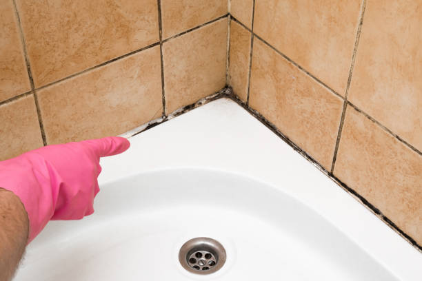 Certified Mold Removal in Iowa Colony, TX